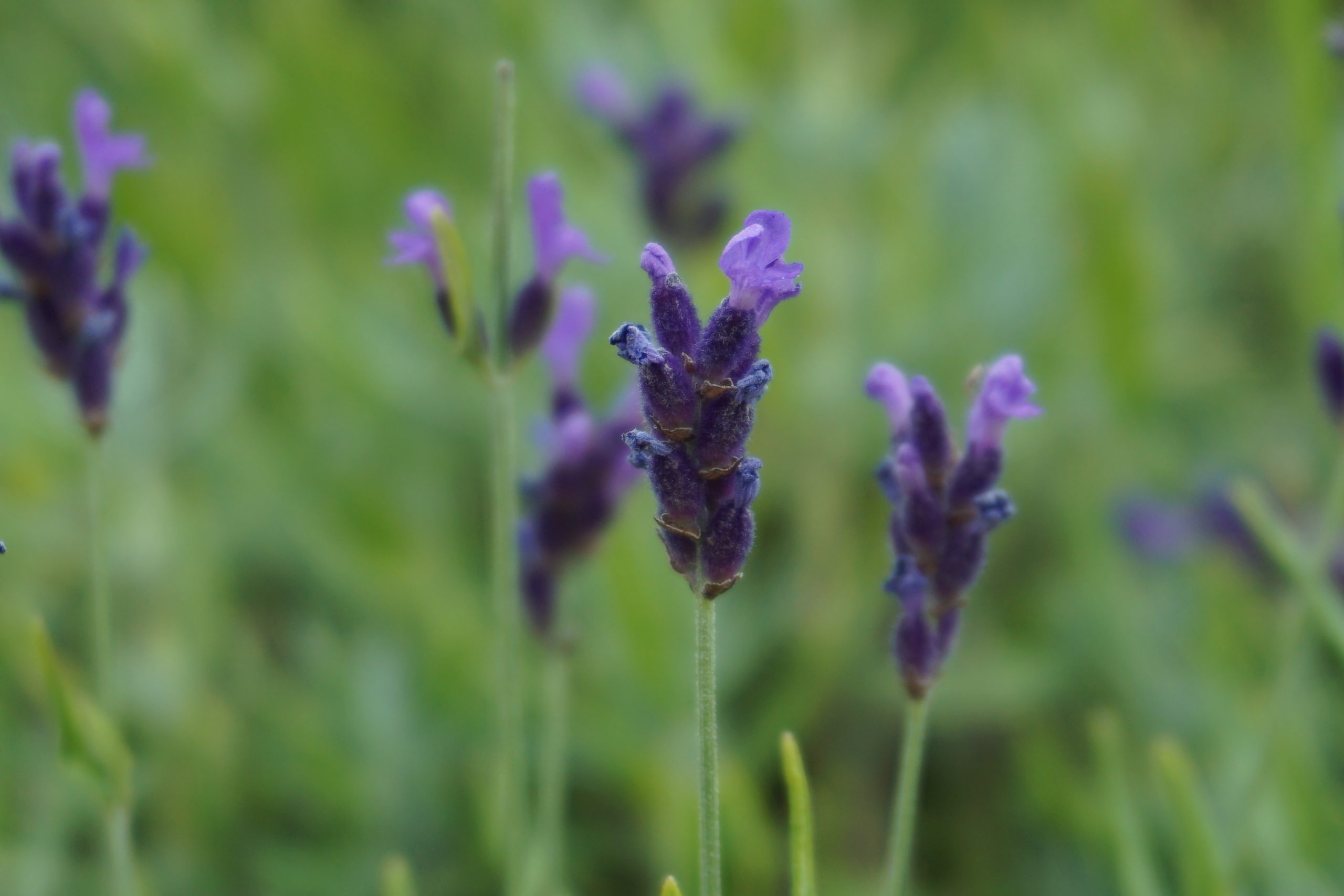 Lavendelblüten bei nervöser Unruhe, Ängsten und ...