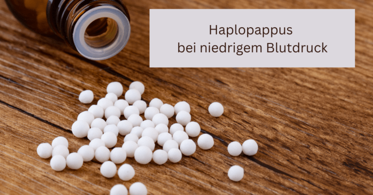 Homöopathie Haplopappus niedriger Blutdruck