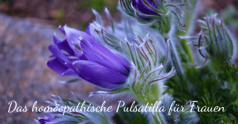 Pulsatilla Homöopathie Frauen