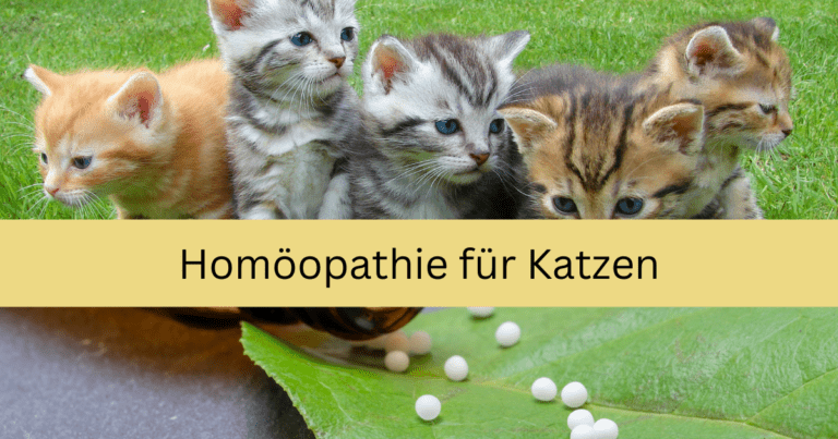 Homöopathie für Katzen