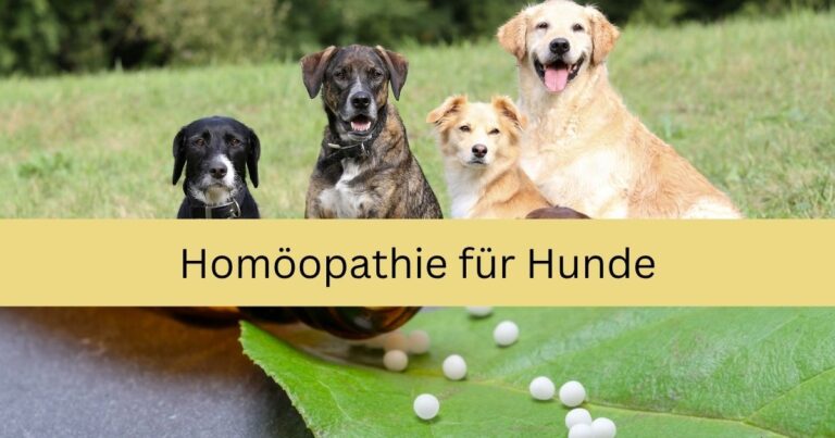 Bild oben: verschiedene Hunde auf einer Wiese. Bild unten: Globuli auf einem Blatt. Text: Homöopathie für Hunde